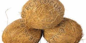 a Grade Semi Husked Coconut