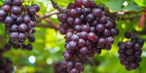 Black Grapes