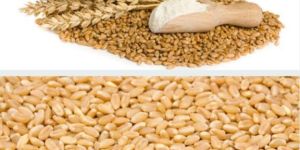 Wheat Seeds