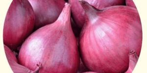 Fresh Red Onion