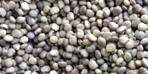 Cluster Bean Seeds