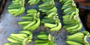 Fresh Green Banana