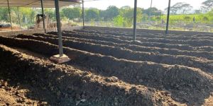 Sonai Vermicompost