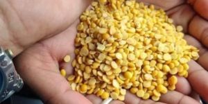 Toor Dal