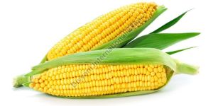 Sweet Corn