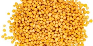 Yellow Mustard Seeds