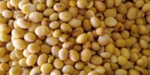 Organic Soyabean Seeds