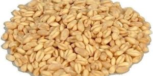 Lokman Wheat Seeds