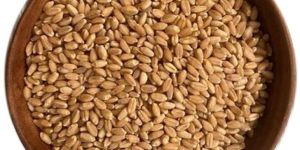 Meal Wheat Seeds