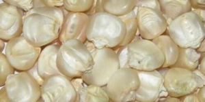 White Maize Seeds