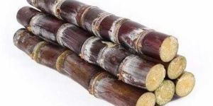 Black Sugarcane