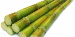 Organic Sugarcane