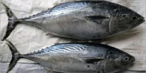 Fresh Tuna Fish