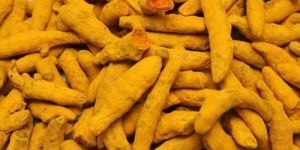 Organic Salem Turmeric Finger