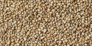 Kodo Millet Seeds