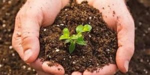 Soil Micronutrients Testing Service