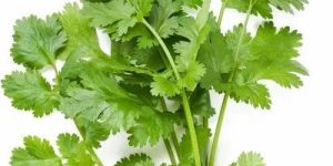 Fresh Green Coriander Leaves