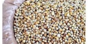 Natural Pearl Millet