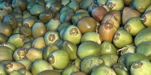 Tender Coconut