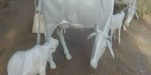 Cow Fiber Statue