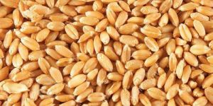 Wheat Seed