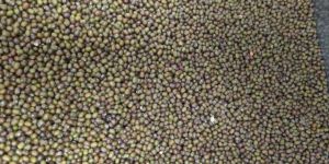 Organic Green Moong