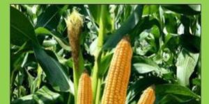 Azatobacter Bio Fertilizer