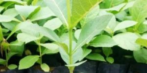 Tissue Culture Teak Plants