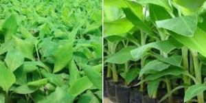Tissue Culture Yelakki Banana Plants