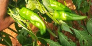 Chapata Chillies
