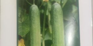 Cucumber - Amrita F1