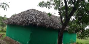 American Oyster Mushroom