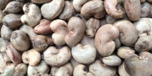 Raw Cashew Nuts