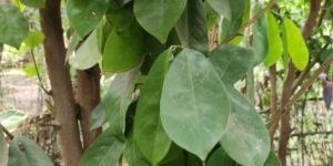 Fresh Soursop Green Leaves