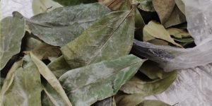 Soursop Dry Leaves