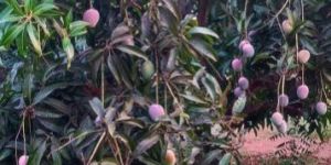 Mango Plants