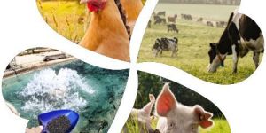 Animal Cattle Fish Feed