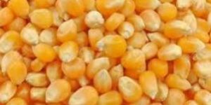 Yellow Corn