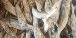 Dry Fish
