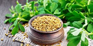 Fenugreek