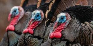 Turkey Meat