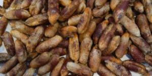 Date Seed