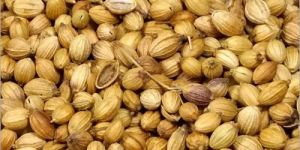 Coriander Seeds