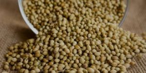 Coriander Seeds