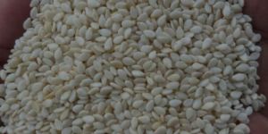 Sesame Seeds in White Colour