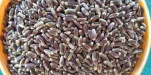 Black Wheat Seed