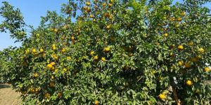 Fresh Kinnow Oranges