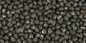Black Gram