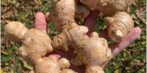 Fresh Ginger