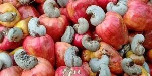 Raw Cashew Nuts in Shell